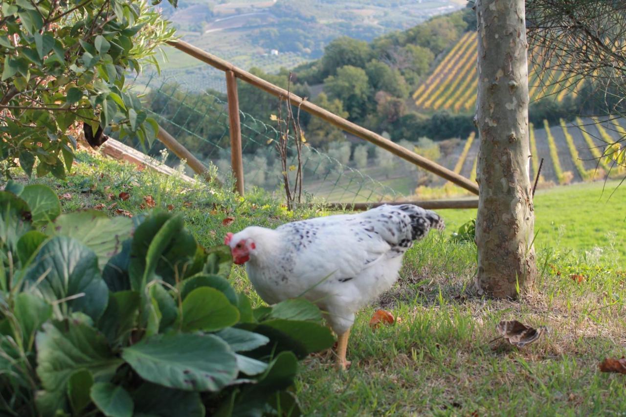 Villa Agriturismo Il Poderuccio Castiglione dʼOrcia Exterior foto